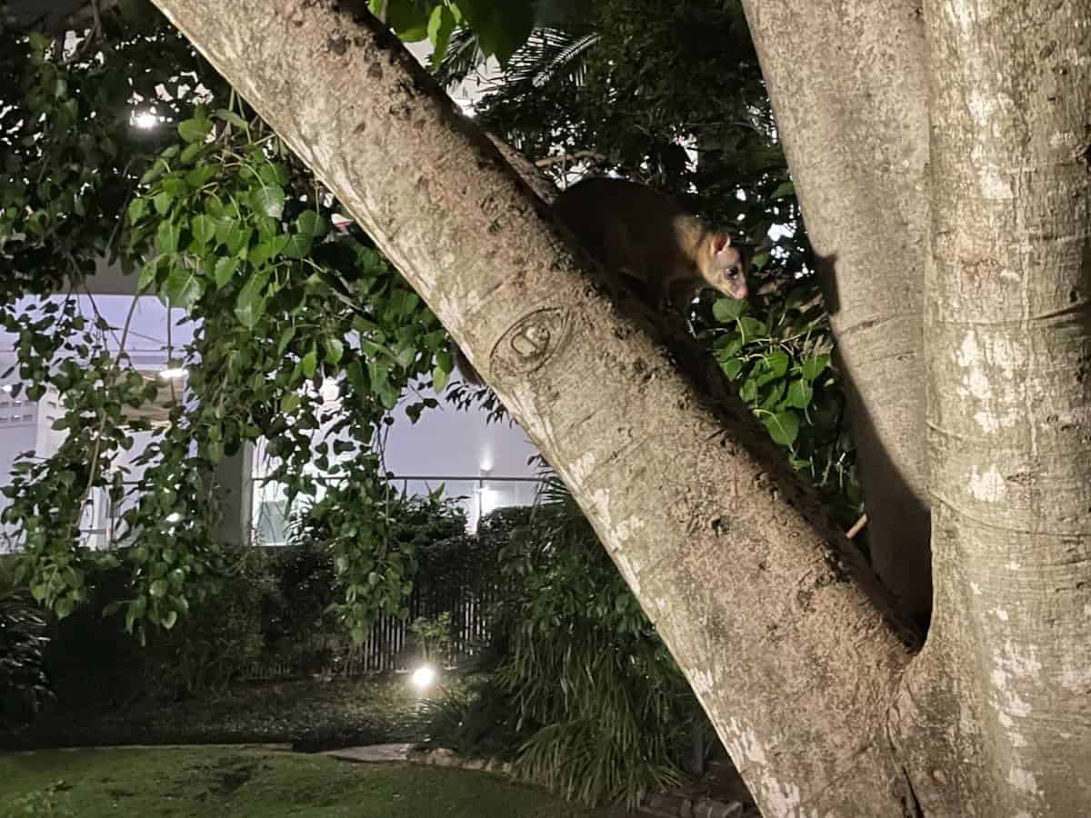 Possum Tree Branch Kangaroo Point Brisbane